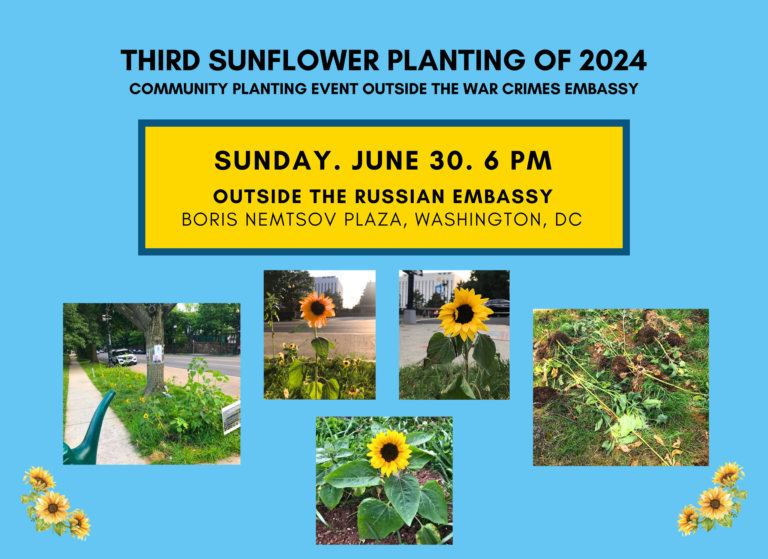 3rd Sunflower Planting Event of 2024