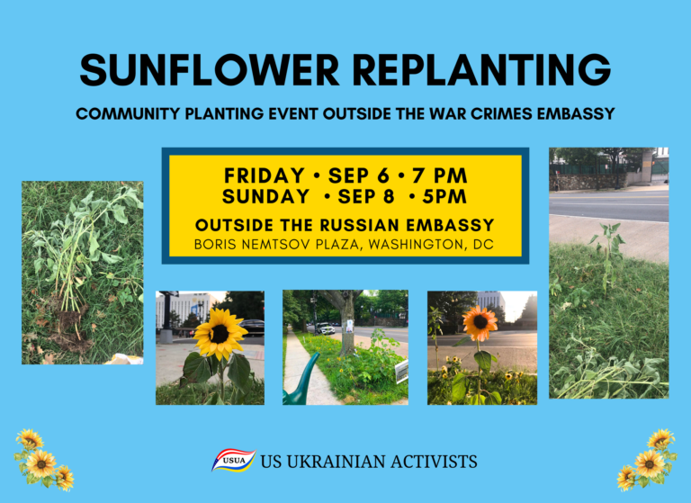 Sunflower Replanting in Support of Ukraine by the russian embassy