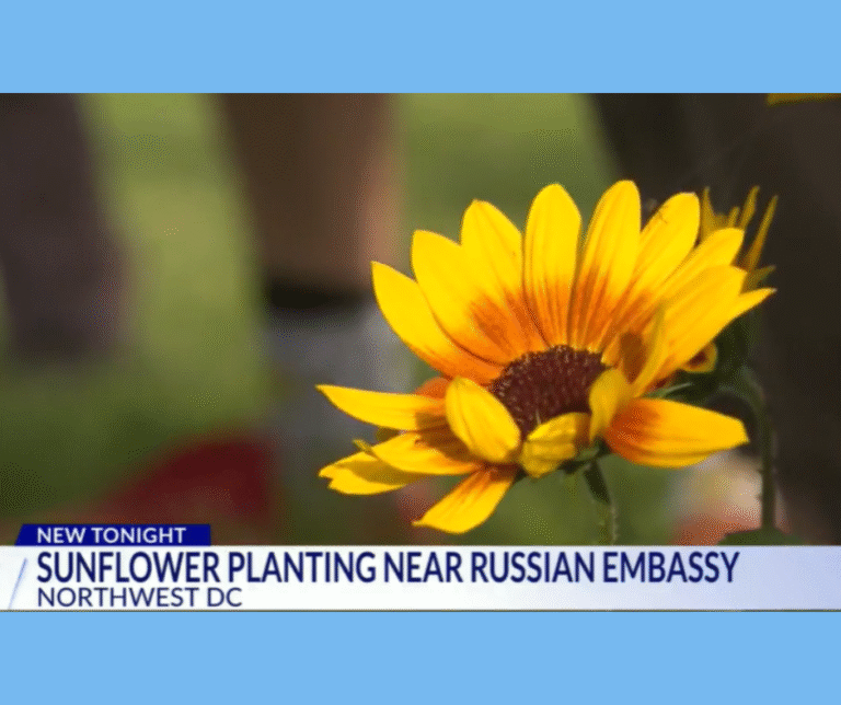 USUA in the Media: DC News Now – Fourth Annual Sunflower Planting