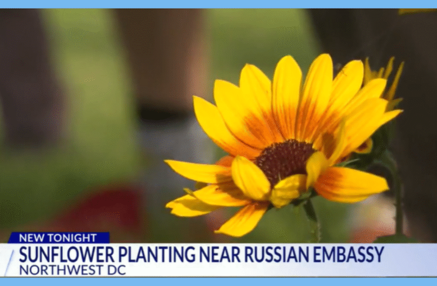 USUA in the Media: DC News Now – Fourth Annual Sunflower Planting